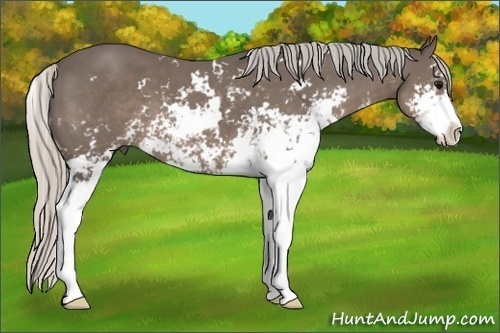 Horse Color:Silver Black Sabino