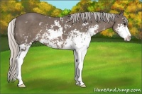 Horse Color:Silver Black Sabino