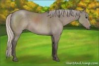 Horse Color:Silver Grullo Sabino Rabicano