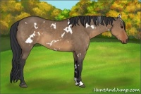 Horse Color:White Spotted Brown Dun Sabino