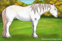 Horse Color:White Spotted Buckskin Pearl Varnish 