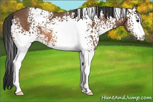 Horse Color:White Spotted Buckskin 