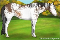 Horse Color:White Spotted Buckskin