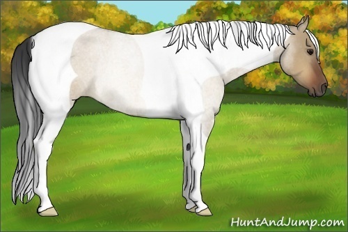 Horse Color:Bay Roan Dun Tobiano Rabicano