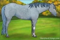 Horse Color:ERROR: UNKNOWN ANOMALY
