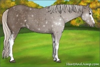 Horse Color:White Spotted Silver Black 