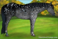 Horse Color:ERROR: UNKNOWN ANOMALY