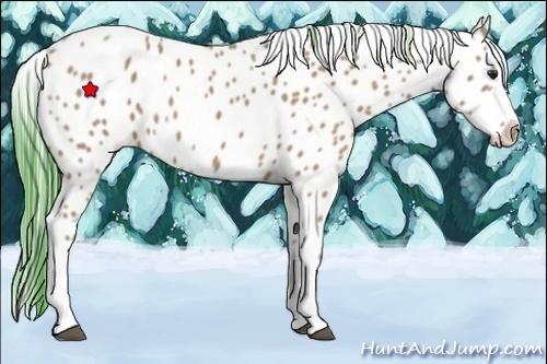Horse Color:Watercolor Bay Appaloosa 