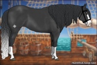 Horse Color:Black Splash