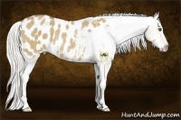Horse Color:Silver Buckskin Dun Blanket Rabicano 