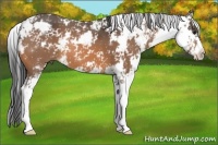 Horse Color:Buckskin Sabino 