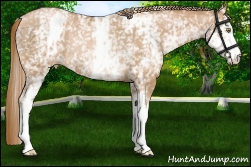 Horse Color:White Spotted Chestnut Pearl Rabicano
