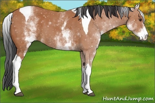 Horse Color:White Spotted Bay Tobiano