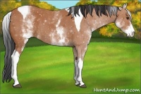 Horse Color:White Spotted Bay Tobiano 