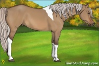 Horse Color:Silver Bay Dun Tobiano