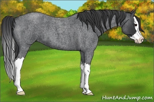 Horse Color:Blue Roan Splash 