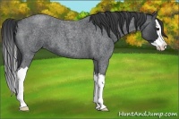 Horse Color:Blue Roan Splash 