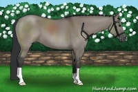 Horse Color:Grullo 