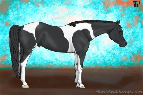 Horse Color:Black Tobiano 