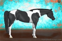 Horse Color:Black Tobiano 