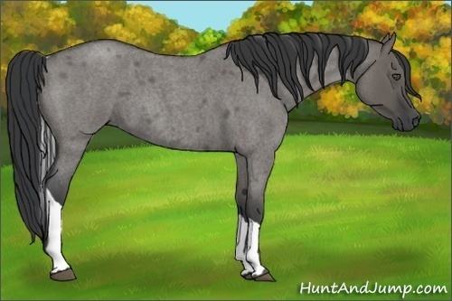 Horse Color:Grullo Roan Tobiano