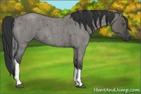 Horse Color:Grullo Roan Tobiano 
