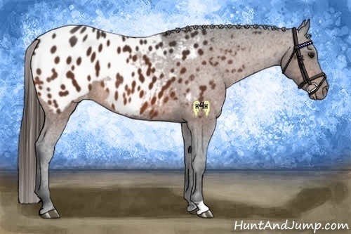 Horse Color:Bay Appaloosa 