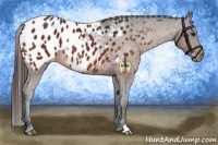 Horse Color:Bay Appaloosa