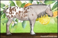 Horse Color:White Spotted Liver Red Roan Appaloosa