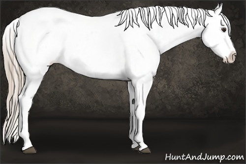 Horse Color:Liver Chestnut Splash Blanket