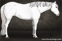Horse Color:Liver Chestnut Splash Blanket