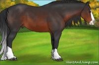 Horse Color:Brown Splash