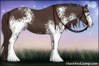 Horse Color:White Spotted Liver Chestnut