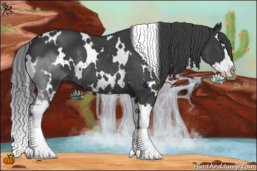 Horse Color:White Spotted Black Splash Rabicano 