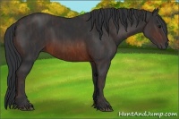 Horse Color:Brown Rabicano  Brindle