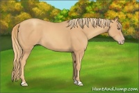 Horse Color:Gold Champagne 