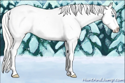 Horse Color:Cremello Appaloosa