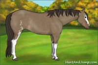 Horse Color:White Spotted Liver Red Dun Rabicano 