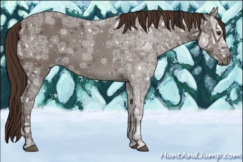 Horse Color:Liver Chestnut Ice 