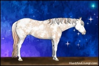 Horse Color:Buckskin Pearl Sabino 