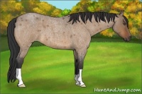 Horse Color:Bay Roan Dun