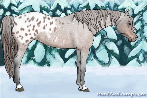 Horse Color:Brown Roan Varnish 