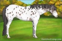 Horse Color:White Spotted Bay Roan Appaloosa