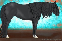 Horse Color:Black 