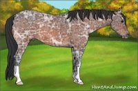 Horse Color:Bay Ice Roan 
