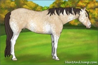 Horse Color:White Spotted Amber Champagne Ice Dun 