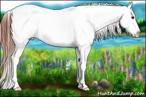 Horse Color:Brown Splash Appaloosa 