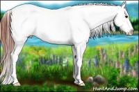 Horse Color:Brown Splash Appaloosa