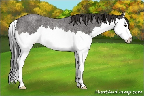 Horse Color:Buckskin Roan Splash Rabicano