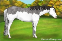 Horse Color:Buckskin Roan Splash Rabicano